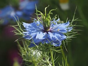 Nigella sativa bime mjekesore per shendetin