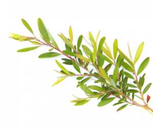 Vaj-Esencial-Thee-Gold-Tea-Tree-Argital-Oil.jpg