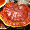 kerpudha e pavdekesise ling zhi forcon sistemin imunitar produkt online